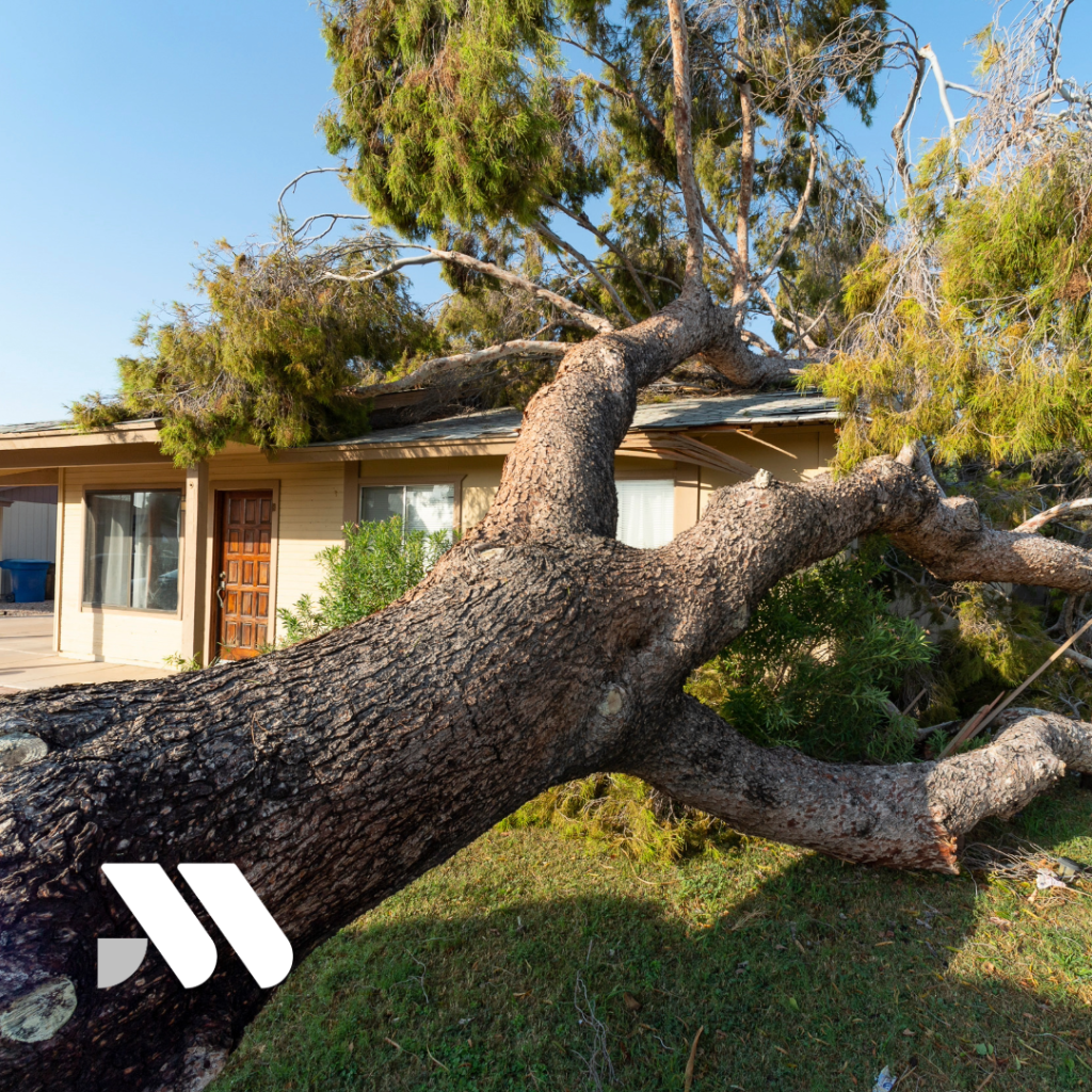 Large tree fallen onto the roof of a residential home, causing property damage and illustrating a common homeowners insurance claim scenario.